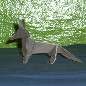 a fox
