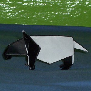 a tapir